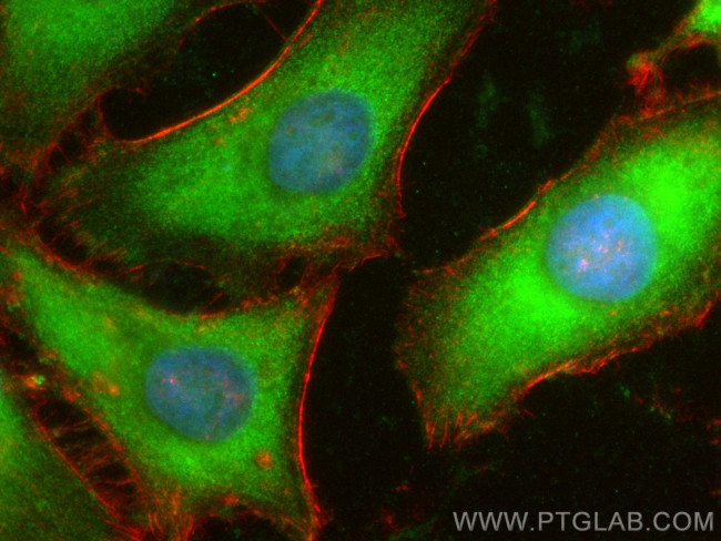 Sur-8 Antibody in Immunocytochemistry (ICC/IF)