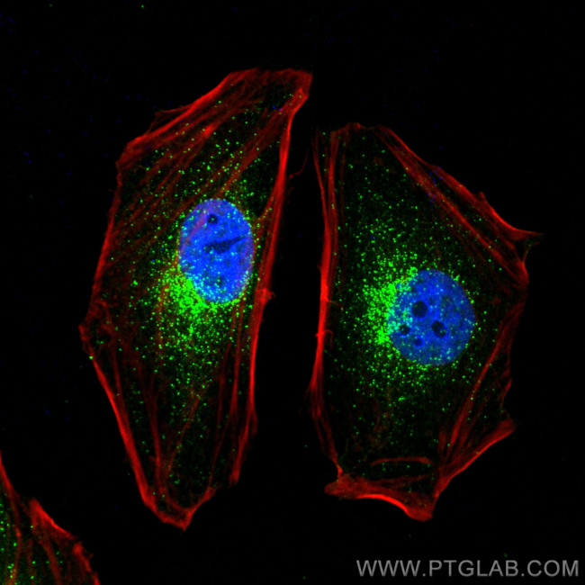 SEC31A Antibody in Immunocytochemistry (ICC/IF)