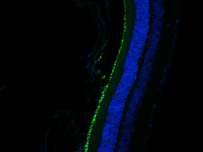 RPE65 Antibody in Immunohistochemistry (PFA fixed) (IHC (PFA))