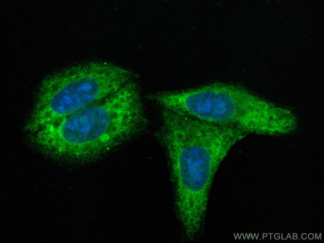 RAB11FIP2 Antibody in Immunocytochemistry (ICC/IF)