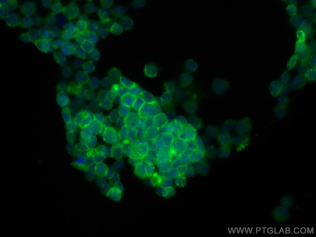 GYPC Antibody in Immunocytochemistry (ICC/IF)