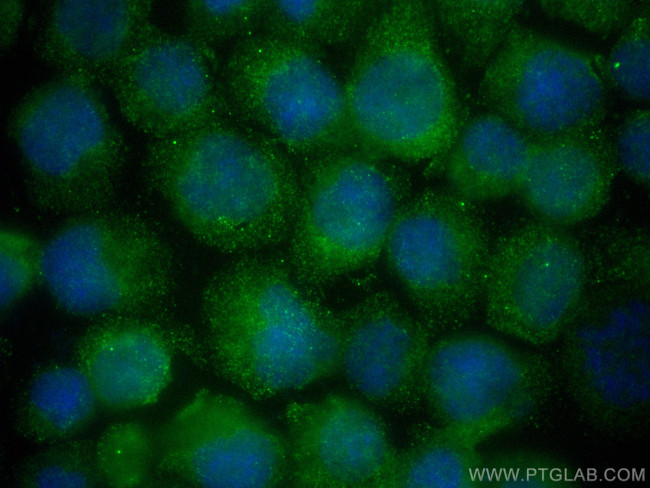 DEAF1 Antibody in Immunocytochemistry (ICC/IF)