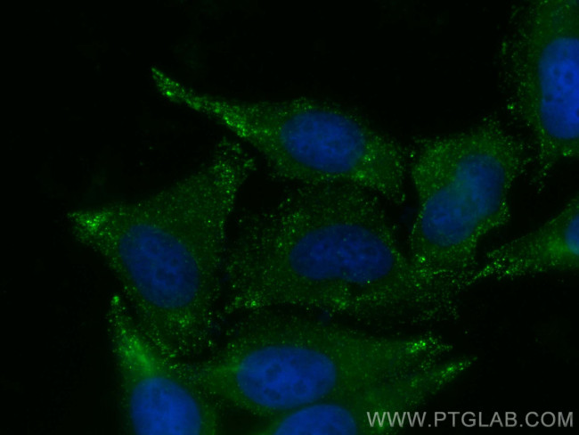 PTRF Antibody in Immunocytochemistry (ICC/IF)
