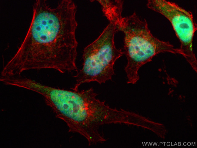 RBM16 Antibody in Immunocytochemistry (ICC/IF)
