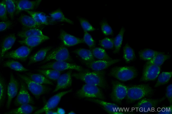 GOLPH3 Antibody in Immunocytochemistry (ICC/IF)
