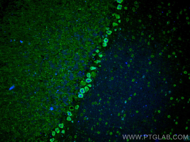 MYH10 Antibody in Immunohistochemistry (PFA fixed) (IHC (PFA))