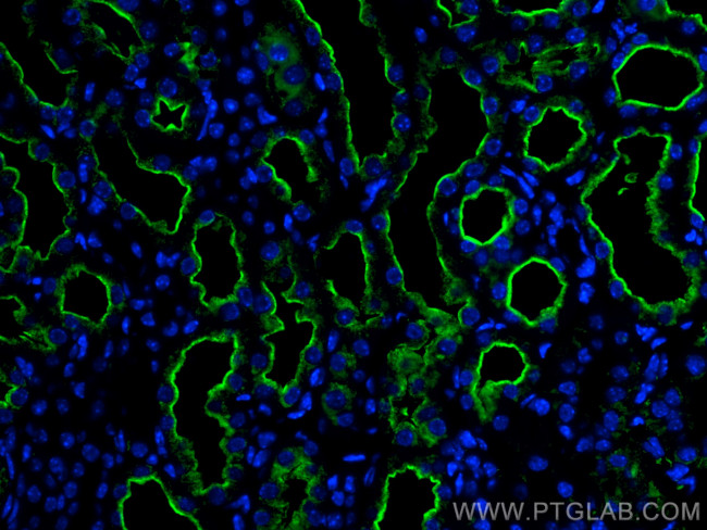 LRP2 Antibody in Immunohistochemistry (PFA fixed) (IHC (PFA))