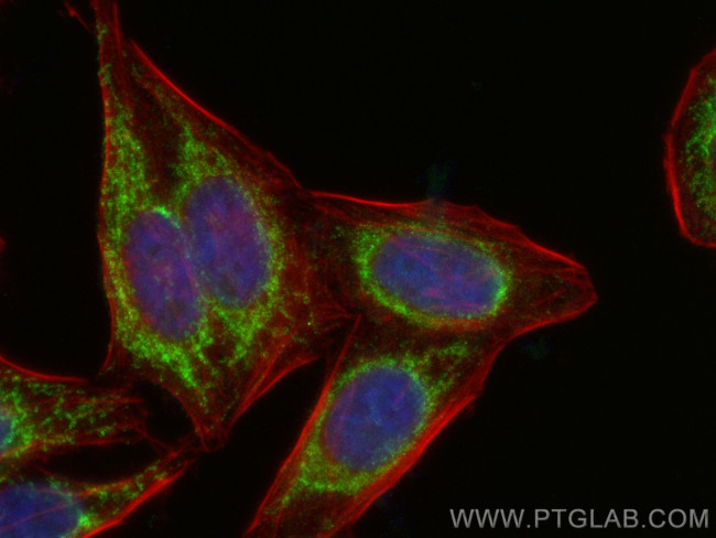 EXD2 Antibody in Immunocytochemistry (ICC/IF)