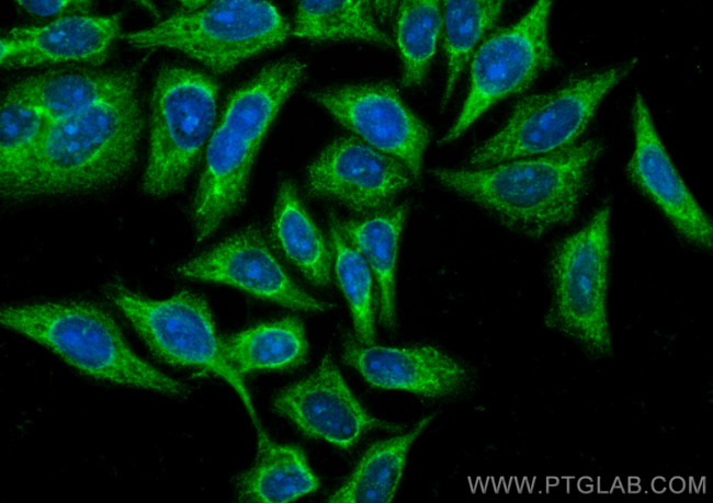 DEPDC6/Deptor Antibody in Immunocytochemistry (ICC/IF)