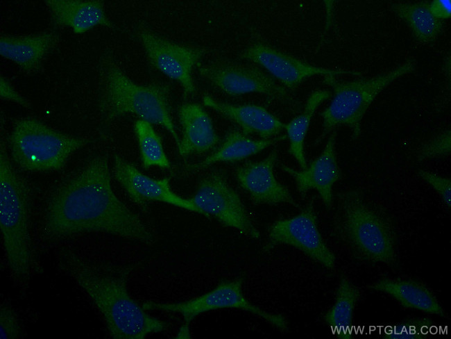 PML Antibody in Immunocytochemistry (ICC/IF)