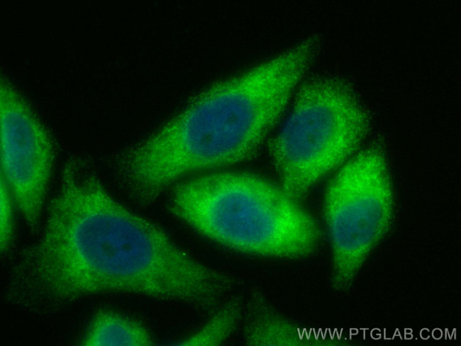 DDRGK1 Antibody in Immunocytochemistry (ICC/IF)