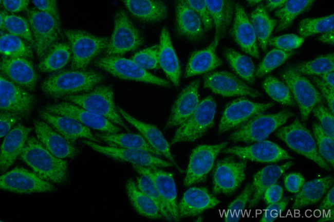 LRRC8C Antibody in Immunocytochemistry (ICC/IF)