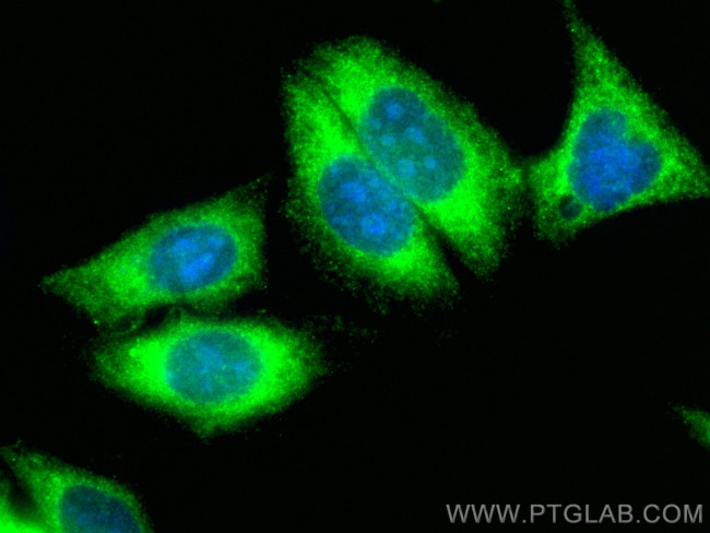 FAM114A1 Antibody in Immunocytochemistry (ICC/IF)