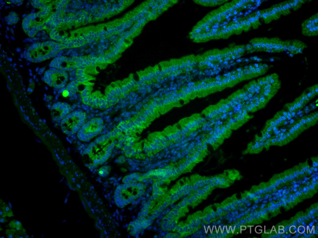 PIGR Antibody in Immunohistochemistry (PFA fixed) (IHC (PFA))