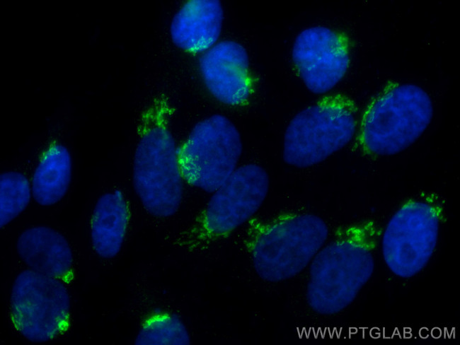 Giantin Antibody in Immunocytochemistry (ICC/IF)
