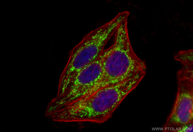 TFAM Antibody in Immunocytochemistry (ICC/IF)