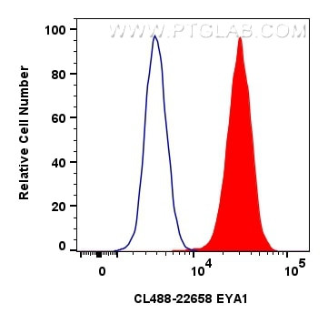 EYA1 Antibody in Flow Cytometry (Flow)
