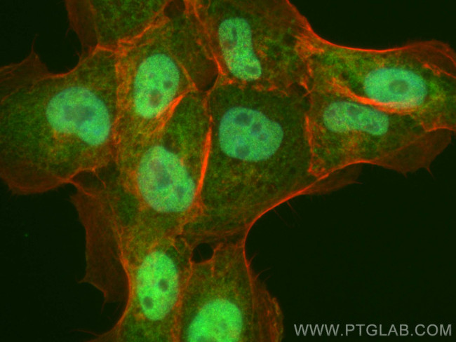 WWTR1 Antibody in Immunocytochemistry (ICC/IF)