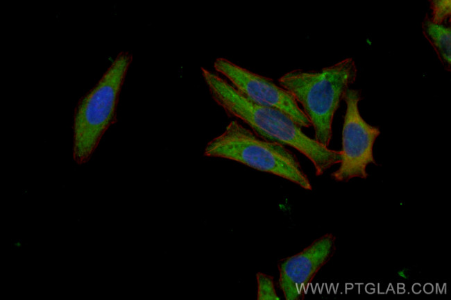 WDR81 Antibody in Immunocytochemistry (ICC/IF)