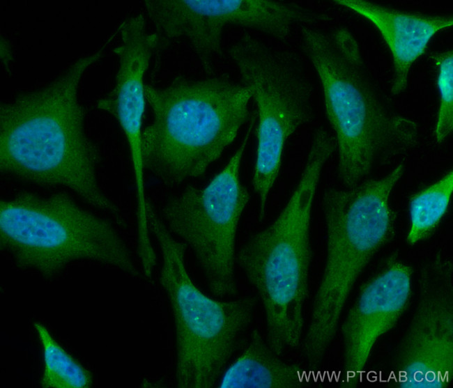 GEMIN5 Antibody in Immunocytochemistry (ICC/IF)