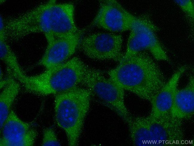 SAMD9L Antibody in Immunocytochemistry (ICC/IF)