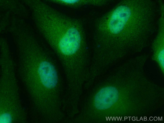 BAG6 Antibody in Immunocytochemistry (ICC/IF)