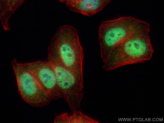 SMARCA2 Antibody in Immunocytochemistry (ICC/IF)