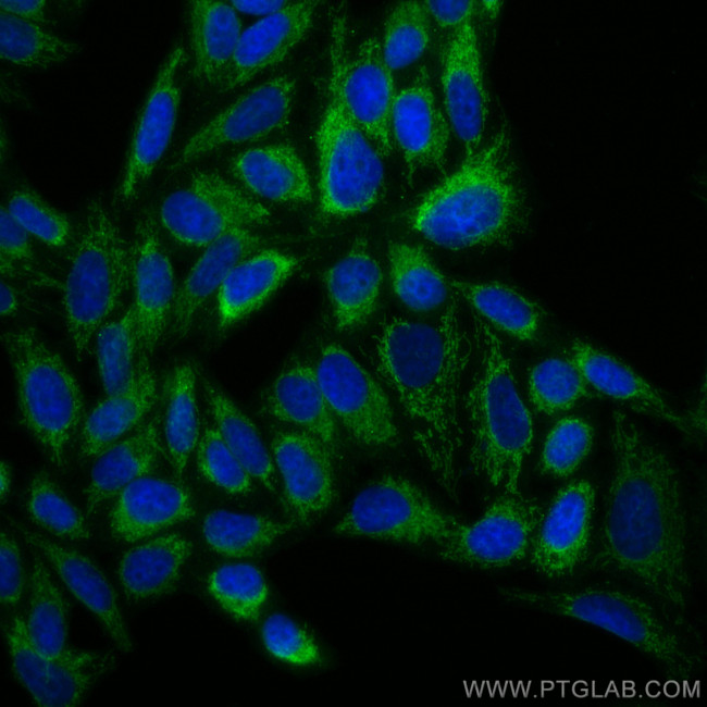 TUFM Antibody in Immunocytochemistry (ICC/IF)