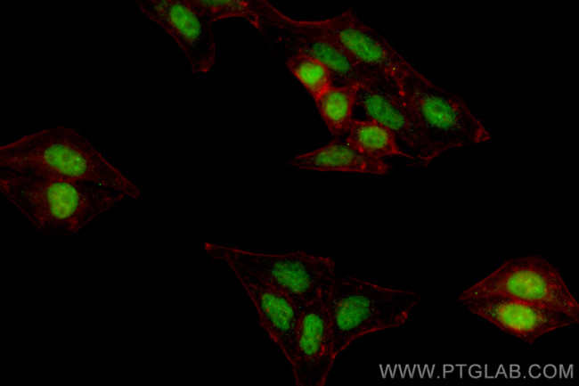HNRPLL Antibody in Immunocytochemistry (ICC/IF)