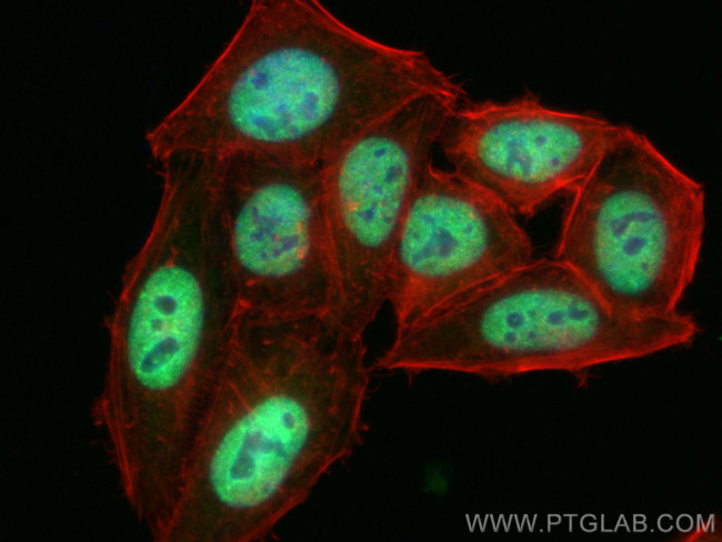 CstF-64 Antibody in Immunocytochemistry (ICC/IF)