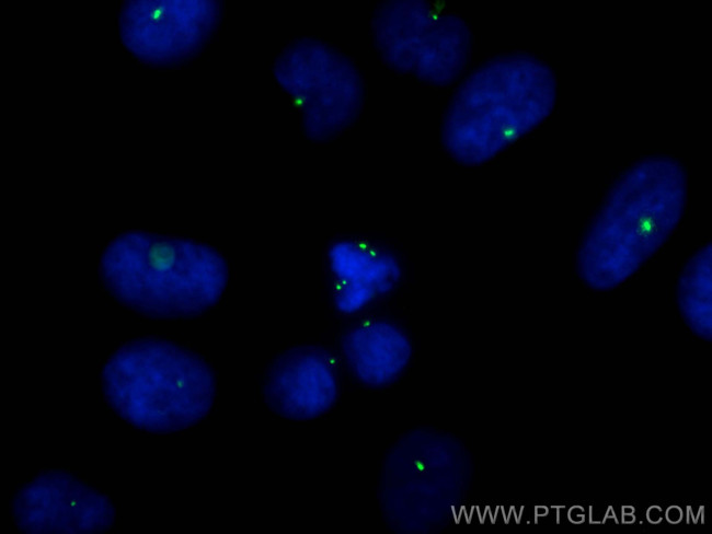 Pericentrin Antibody in Immunocytochemistry (ICC/IF)