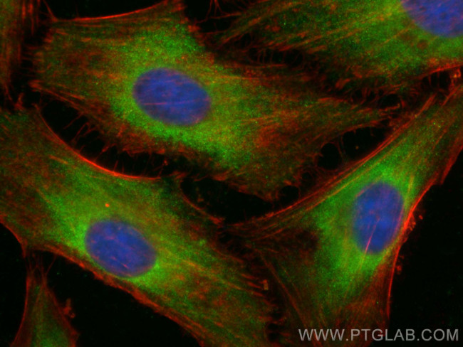 DOCK4 Antibody in Immunocytochemistry (ICC/IF)