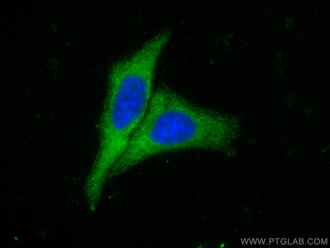 MUC2 Antibody in Immunocytochemistry (ICC/IF)