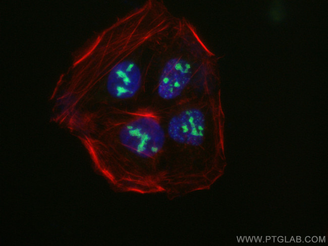 NOC2L Antibody in Immunocytochemistry (ICC/IF)