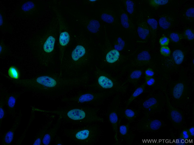 CENPF Antibody in Immunocytochemistry (ICC/IF)