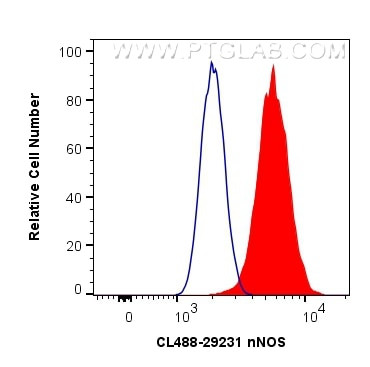 nNOS Antibody in Flow Cytometry (Flow)