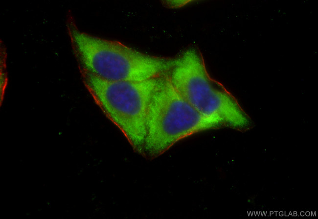 SHMT1 Antibody in Immunocytochemistry (ICC/IF)