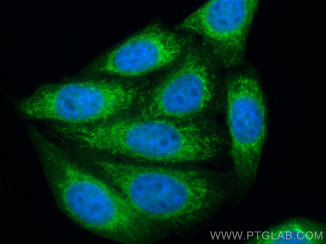 MTCO2 Antibody in Immunocytochemistry (ICC/IF)