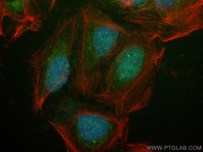 PPP1CB Antibody in Immunocytochemistry (ICC/IF)