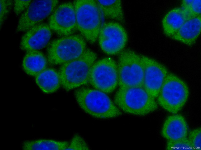BORIS Antibody in Immunocytochemistry (ICC/IF)