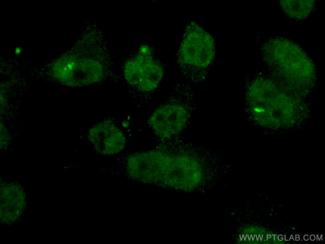 BRD8 Antibody in Immunocytochemistry (ICC/IF)