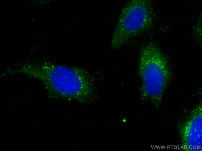 RABEP2 Antibody in Immunocytochemistry (ICC/IF)