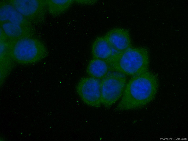 BCL2 Antibody in Immunocytochemistry (ICC/IF)
