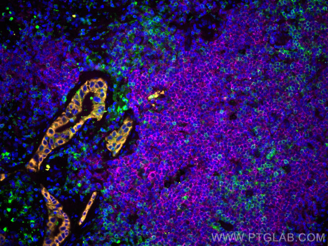 CD3 Antibody in Immunohistochemistry (PFA fixed) (IHC (PFA))