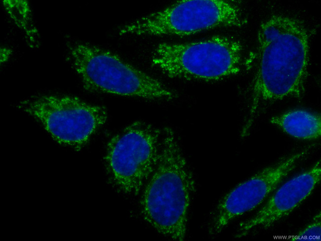 FAM3C Antibody in Immunocytochemistry (ICC/IF)