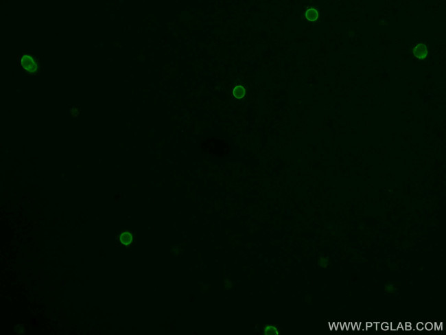 CD11b Antibody in Immunocytochemistry (ICC/IF)