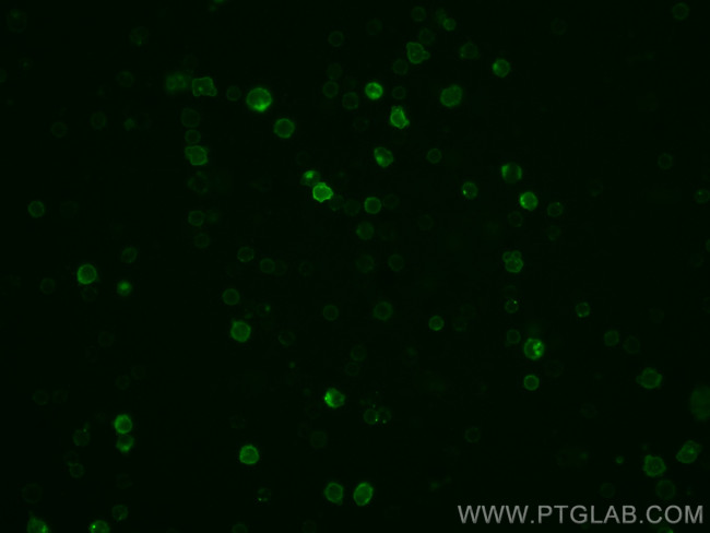 CD16/32 Antibody in Immunocytochemistry (ICC/IF)