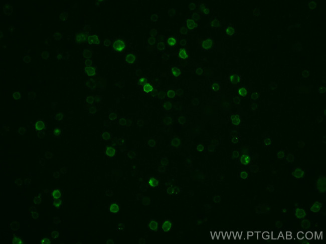 CD16/32 Antibody in Immunocytochemistry (ICC/IF)