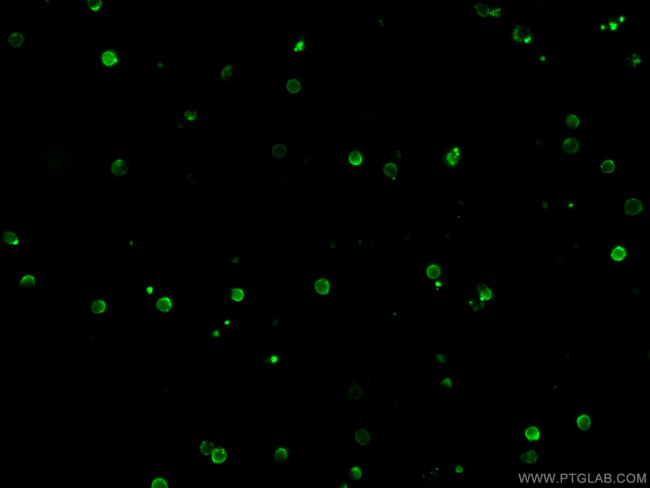 CD3 Epsilon Antibody in Immunocytochemistry (ICC/IF)