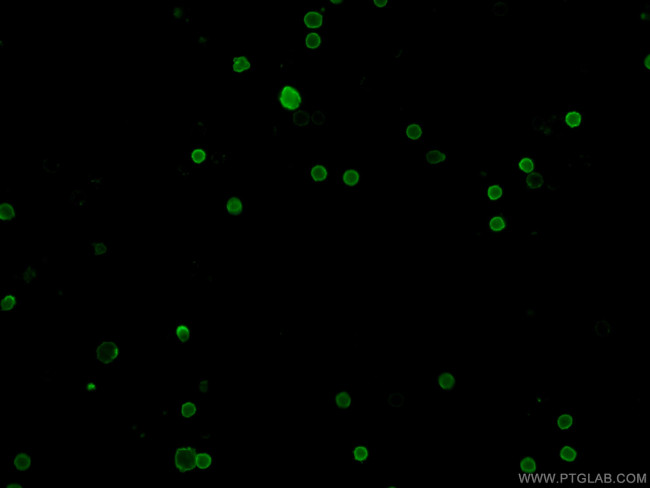 CD8a Antibody in Immunocytochemistry (ICC/IF)